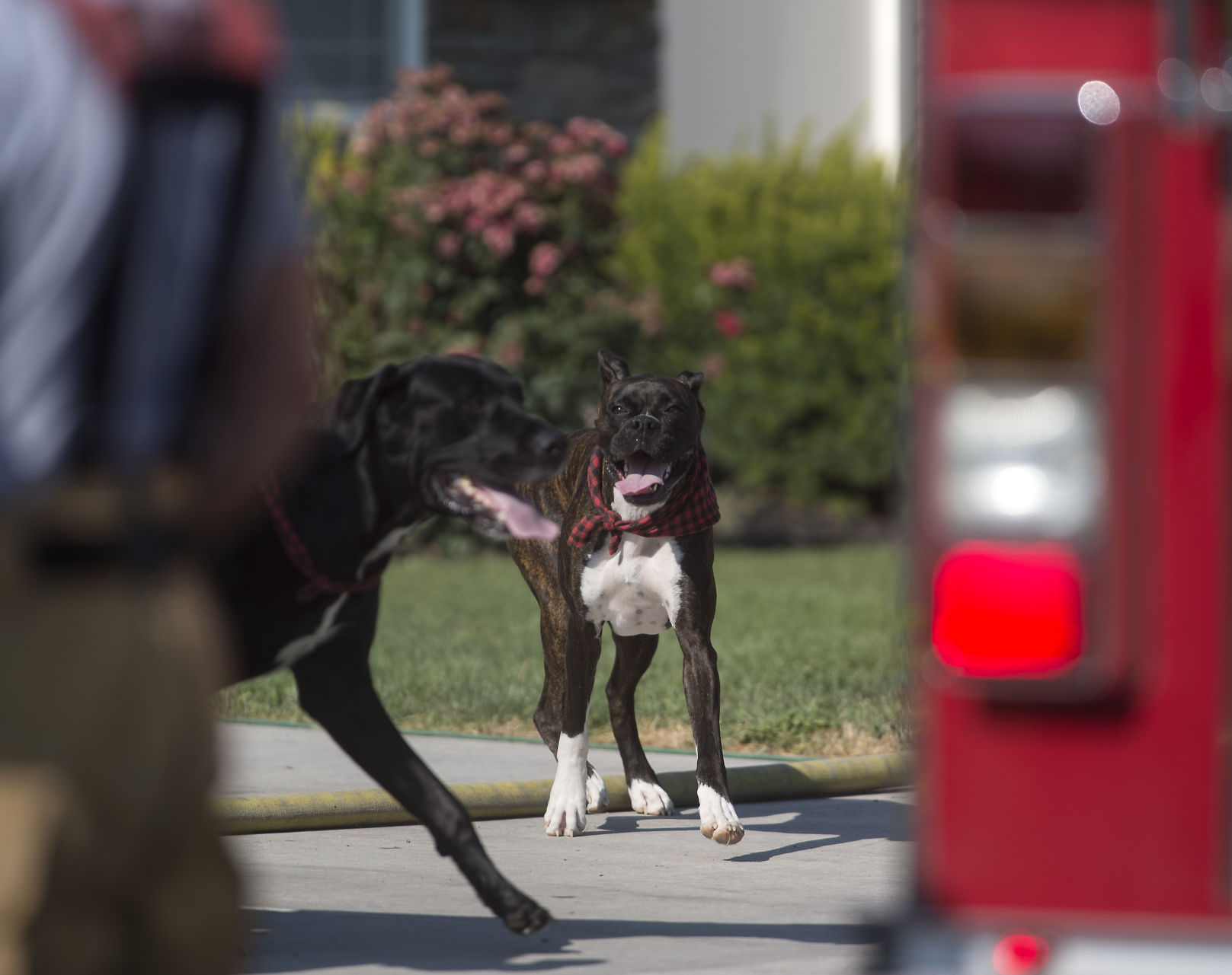 Dogs saved from house fire